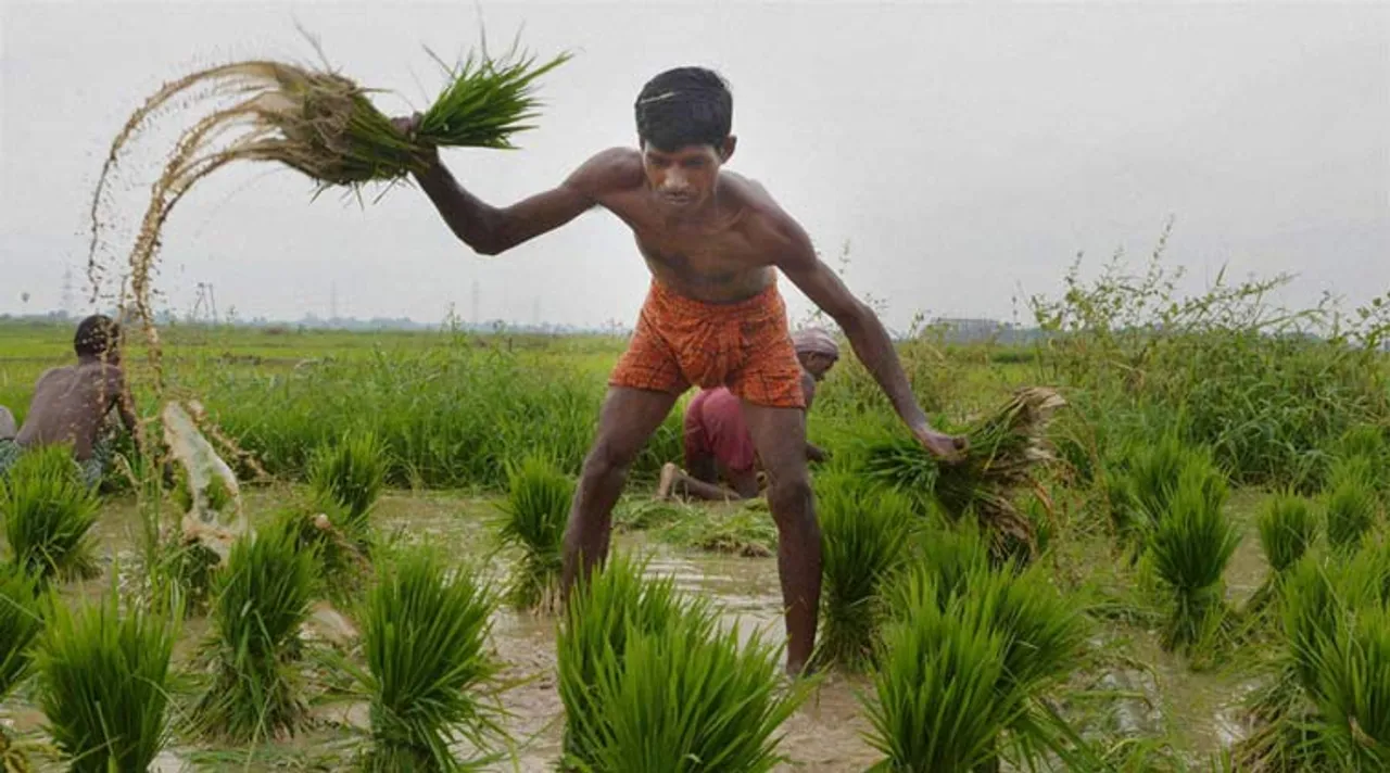  ଚାଷୀ ମୁଣ୍ଡରେ ଚଡ଼କ : ଦେଶରେ ସ୍ୱାଭାବିକ ଠାରୁ କମ୍ ବର୍ଷା, ଚାଷରେ କ୍ଷତି ସମ୍ଭାବନା