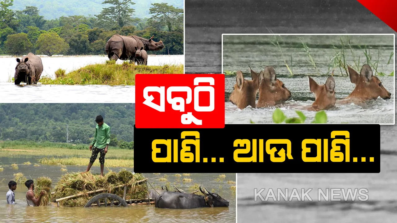  ଅସମ୍ଭାଳ ହେଲା ଆସାମ ସ୍ଥିତି: କାଜିରଙ୍ଗା ପାର୍କରେ ପଶିଲା ପାଣି, ବେଘର ହେଲେ ବନ୍ୟଜନ୍ତୁ