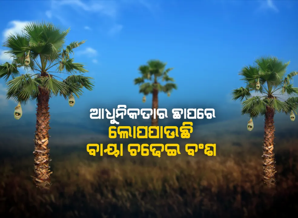  ଲୁପ୍ତପ୍ରାୟ ବାଇଚଢେଇ : ଆଧୁନିକତାର ଛାପରେ ନା ଶୁଭୁଛି ବାଇଚଢେଇର କିଚିରିମିଚିରି ଶବ୍ଦ, ନା  ଗଛଡାଳରେ ଦେଖିବାକୁ ମିଳୁଛି ବାଇଚଢେଇ ବସା