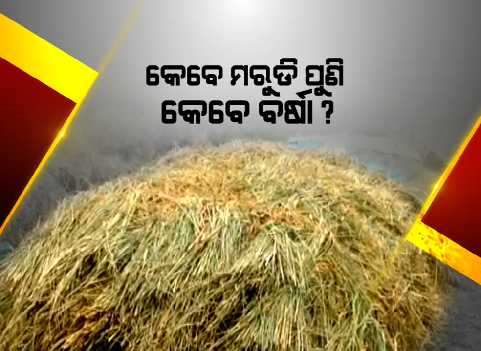  ଲଘୁଚାପ ବର୍ଷାରେ ଭିଜିଲା ଅମଳ ଧାନ : ବୌଦ୍ଧ ହରଭଙ୍ଗାରେ ଜମିରେ ଗଜା ହୋଇଗଲା ପାଚିଲା ଡାଳୁଅ ଧାନ, ସରକାରୀ ସହାୟତା ପାଇଁ ଚାଷୀଙ୍କ ନିବେଦନ