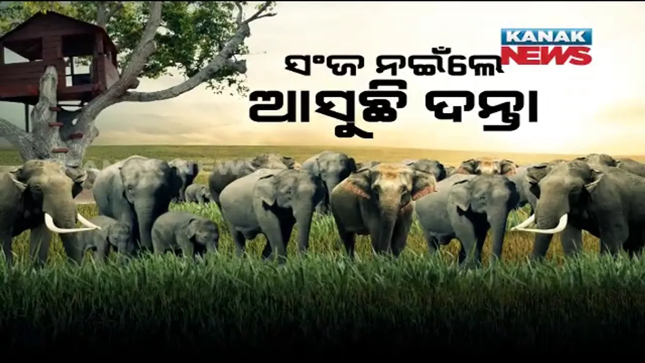  ଦନ୍ତାହାତୀର ଦାଦାଗିରି । ସଞ୍ଜ ନଇଁଲେ ଜଙ୍ଗଲ ଛାଡି ଗାଁ ମୁହାଁ ହାତୀପଲ, ଦଳି ଦେଉଛନ୍ତି ଘରଦ୍ୱାର, ଧନ ଜୀବନ । ଭୟରେ ମଞ୍ଚା ଉପରେ ଜୀବନ ଜିଉଁଛି ମଣିଷ ।