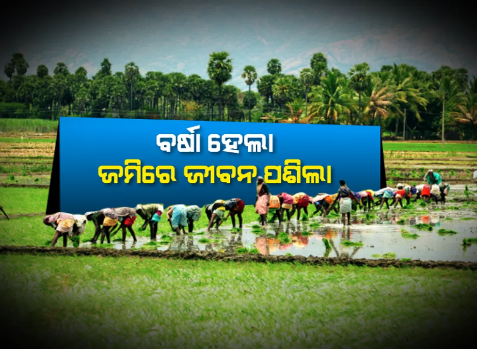  ଚାଷୀ ମୁହଁରେ ଫେରିଲା ହସ : ବର୍ଷା ପରେ ଧାନରୁଆ ଓ ବେଉସଣ କାମରେ ବ୍ୟସ୍ତ ଚାଷୀପୁଅ