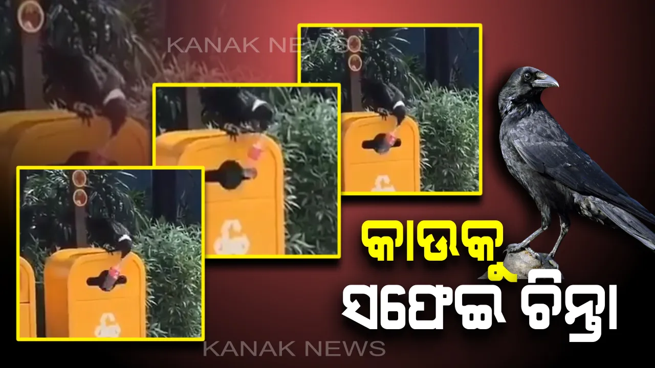  ଅବୁଝା ମାନବ ସମାଜ ହେଲେ ବୁଝିଲା କାଉ : ପ୍ଲାଷ୍ଟିକ ବୋତଲ ଉଠାଇ ଡଷ୍ଟବିନରେ ପକାଇଲା