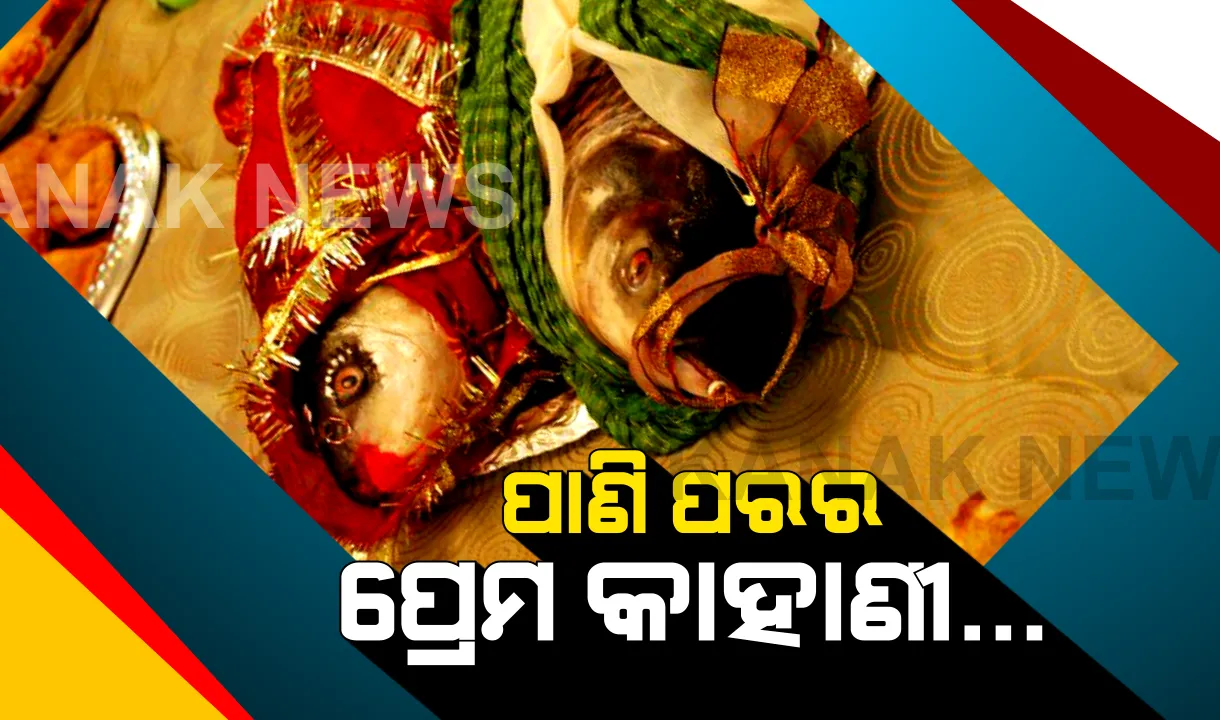  ବର-କନିଆଁ ବେଶରେ ରୋହି ମାଛ ! ବର ରୋହି ପିନ୍ଧିଛି ଲୁଙ୍ଗି, କନିଆଁ ରୋହି ସାଢ଼ୀ । ସୋସିଆଲ ମିଡ଼ିଆରେ ଭାଇରାଲ ହେଲା ଉଭୟଙ୍କ ଯୋଡ଼ି ।