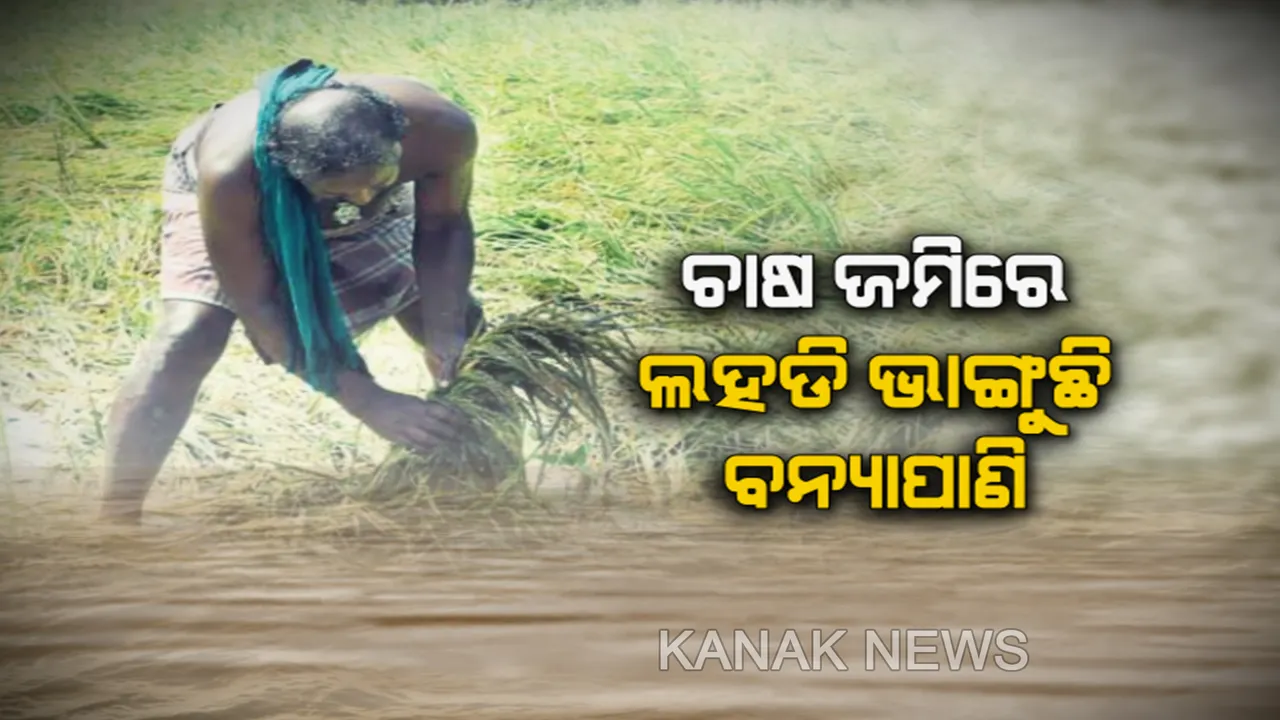  ଦୁଃଖ ଦେଇଗଲା ବନ୍ୟା । ଜମିରେ ସଢିଗଲା ଫସଲ, କଣ କରିବ ଚାଷୀ ? ମୁଣ୍ଡରେ ହାତ ଦେଇ କଇଁ କଇଁ କାନ୍ଦୁଛି ଚାଷୀ
