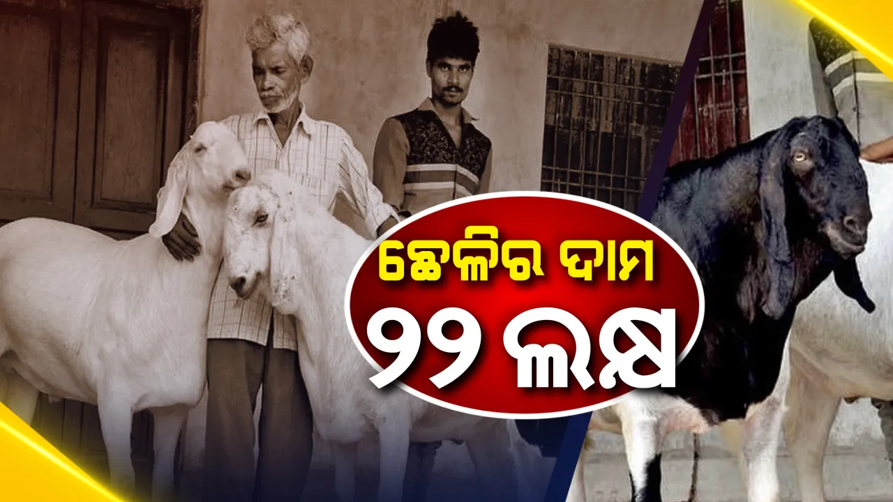   ଛେଳିର ଦାମ ୨୨ ଲକ୍ଷ । ମାଲାମାଲ ହୋଇଗଲେ ମାଲିକ, ଜାଣନ୍ତୁ କେଉଁଠି ଏତେ ଦରରେ ବିକ୍ରି ହେଲା ଛେଳି ।