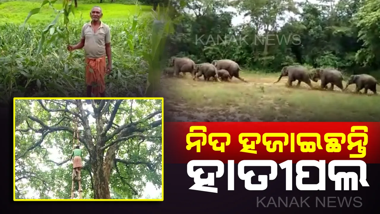  କେନ୍ଦୁଝରରେ ନିଦ ହଜାଇଦେଲାଣି ହାତୀପଲ :  ୨ମାସ ହେଲାଣି ନଷ୍ଟ କରୁଛନ୍ତି ଫସଲ