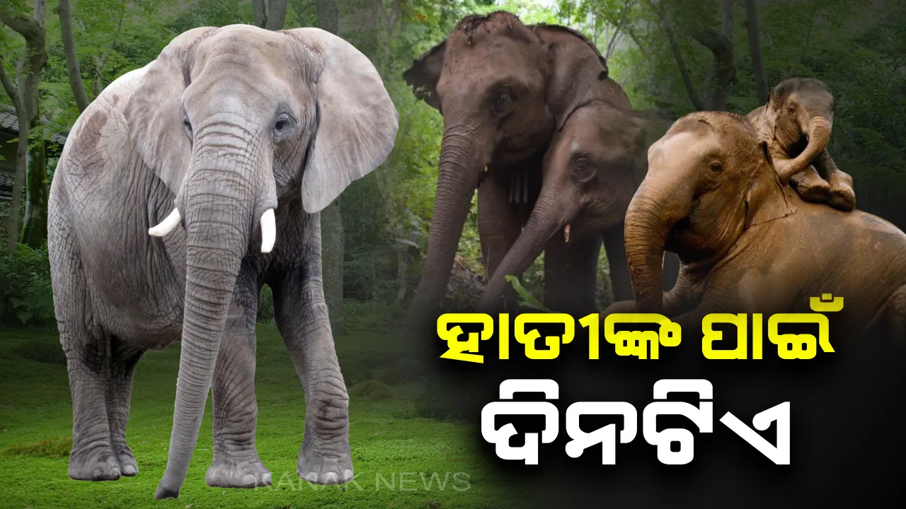  ଆଜି ବିଶ୍ୱ ହସ୍ତୀ ଦିବସ । ହାତୀଙ୍କ ପାଇଁ ଦିନଟିଏ