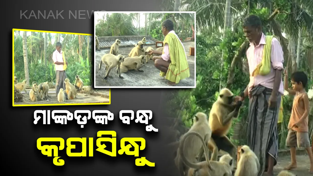  ବଣୁଆ ମାଙ୍କଡଙ୍କ ଦରଦୀ ବନ୍ଧୁ : ପୁରୀ ଗୋପର କୃପାସିନ୍ଧୁଙ୍କ ଆନ୍ତରିକତାରେ ବନ୍ଧା ପଡ଼ିଛନ୍ତି ୧୦୦ ବଣୁଆ ମାଙ୍କଡ଼