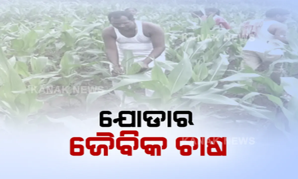  ପୁଣି ଚାଷ ଜମିକୁ ଫେରିଲେ ଖଣି ଅଞ୍ଚଳର ମଣିଷ : ଜୈବିକ ଖତ ପ୍ରୟୋଗ କରି ପାହାଡିଆ ଜମିରେ ଫଳାଇଲେ ପନିପରିବା