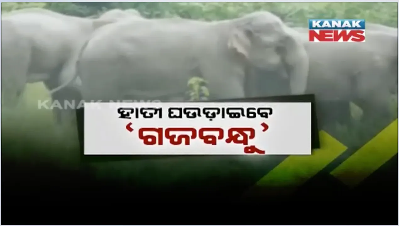  ହାତୀ ଘଉଡ଼ାଇବା ପାଇଁ ଅନୁଗୁଳ ବନଖଣ୍ଡର ନୂଆ ଯୋଜନା ‘ଗଜବନ୍ଧୁ’: ଗ୍ରାମାଞ୍ଚଳ ଯୁବକଙ୍କୁ ପ୍ରଶିକ୍ଷଣ ଦେବେ ବନକର୍ମଚାରୀ, ମିଳିବ ପାରିଶ୍ରମିକ