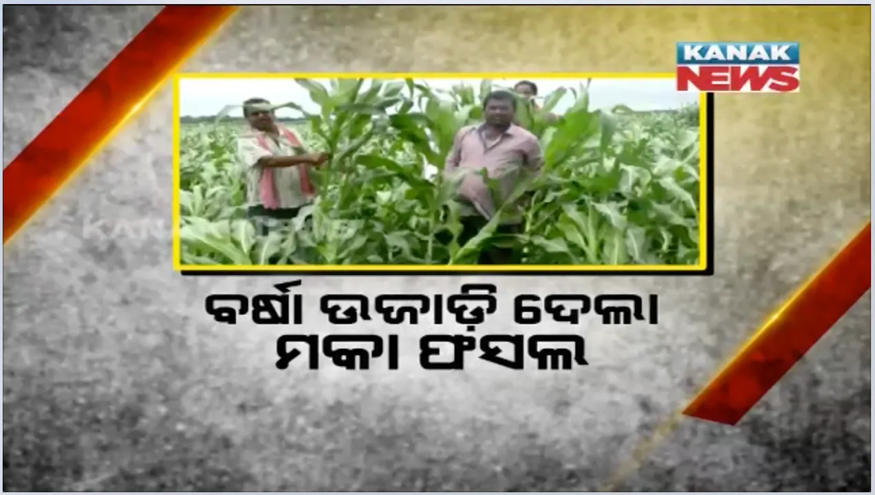  ନବରଙ୍ଗପୁରରେ ଲଗାଣ ବର୍ଷା ପରେ ଜମିରେ ଲୋଟି ପଡିଲା ମକା ଗଛ : ଉଜୁଡା କ୍ଷେତକୁ ଦେଖି ଚିନ୍ତାରେ ଚାଷୀ