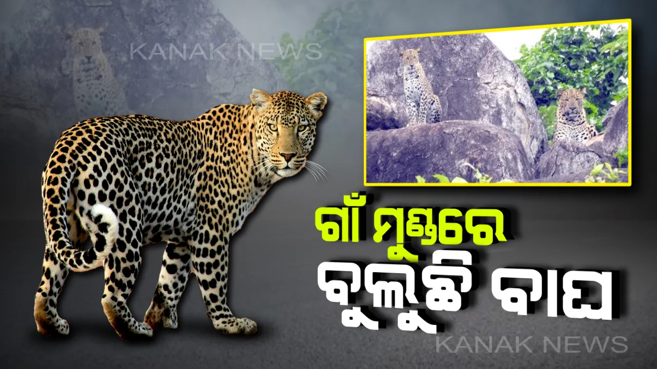  ନୂଆପଡାରେ ବାଘ ଆତଙ୍କ