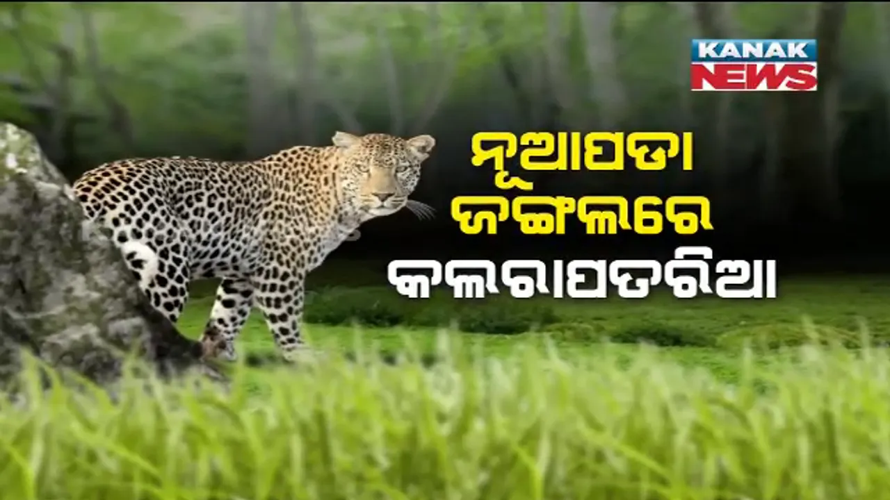 ନୂଆପଡାରେ ପୁଣି ବାଘ ଆତଙ୍କ ! ଚରୁଥିବା ଗାଇକୁ ବାଘ ମାରିଦେଇଥିବା ହେଲା ଅଭିଯୋଗ
