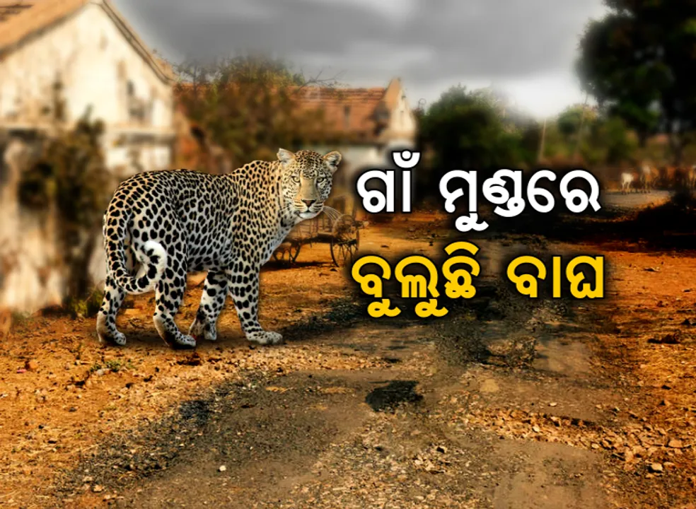  ନିଦ ହଜାଇଲା ନୂଆପଡ଼ା ବାଘ, ଲୋକଙ୍କ ଭିତରେ ବଢୁଛି ଭୟ : କ୍ୟାମେରାରେ ୨ କଲରାପତରିଆ ବାଘ କଏଦ ହେବା ପରେ ସ୍ଥାନୀୟ ଅଂଚଳରେ ବନବିଭାଗର ପଇଁତରା