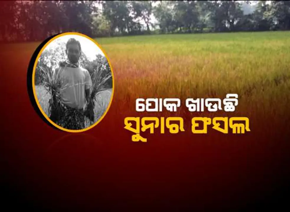  ସମ୍ବଲପୁରରେ ଚକଡା ଆତଙ୍କ : କାମ କରୁନି ଔଷଧ, ପୋକ ଖାଉଛି ସୁନାର ଫସଲ