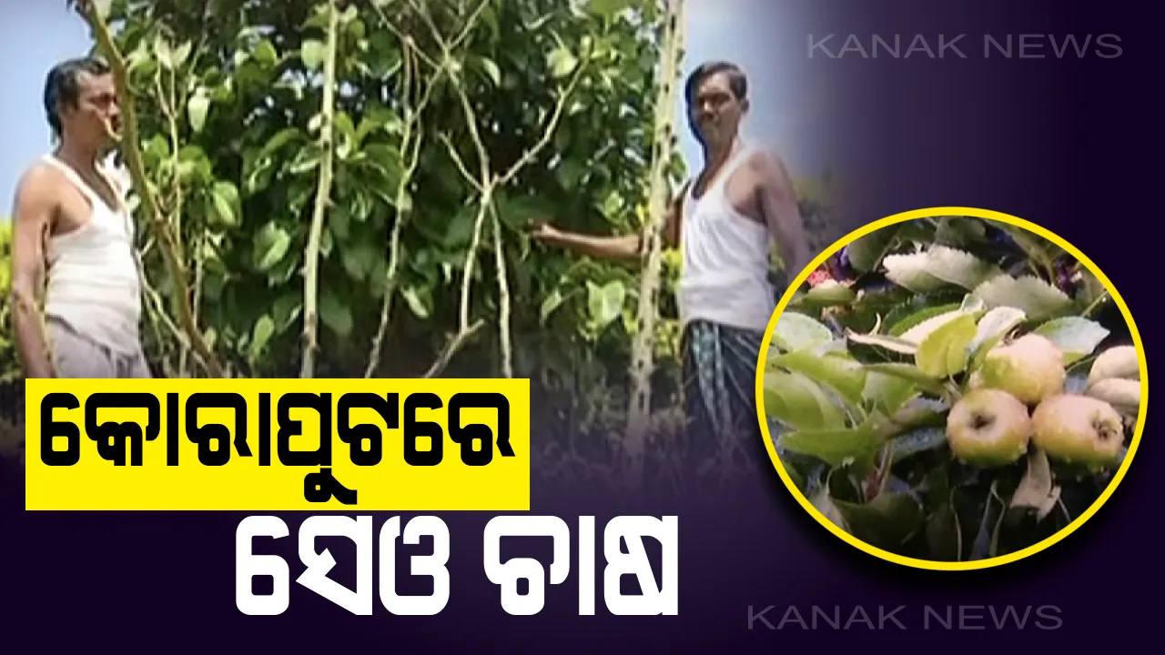  ୪୦ ଡ଼ିଗ୍ରୀ ତାପମାତ୍ରାରେ ସେଓ ଚାଷ। କମ୍ ଖର୍ଚ୍ଚରେ ମିଳୁଛି ଅଧିକ ଲାଭ। କୋରାପୁଟର ସଫଳ ଚାଷୀ ୨ ଭାଇଙ୍କୁ ଚାରିଆଡୁ ଛୁଟୁଛି ପ୍ରଶଂସାର ସୁଅ