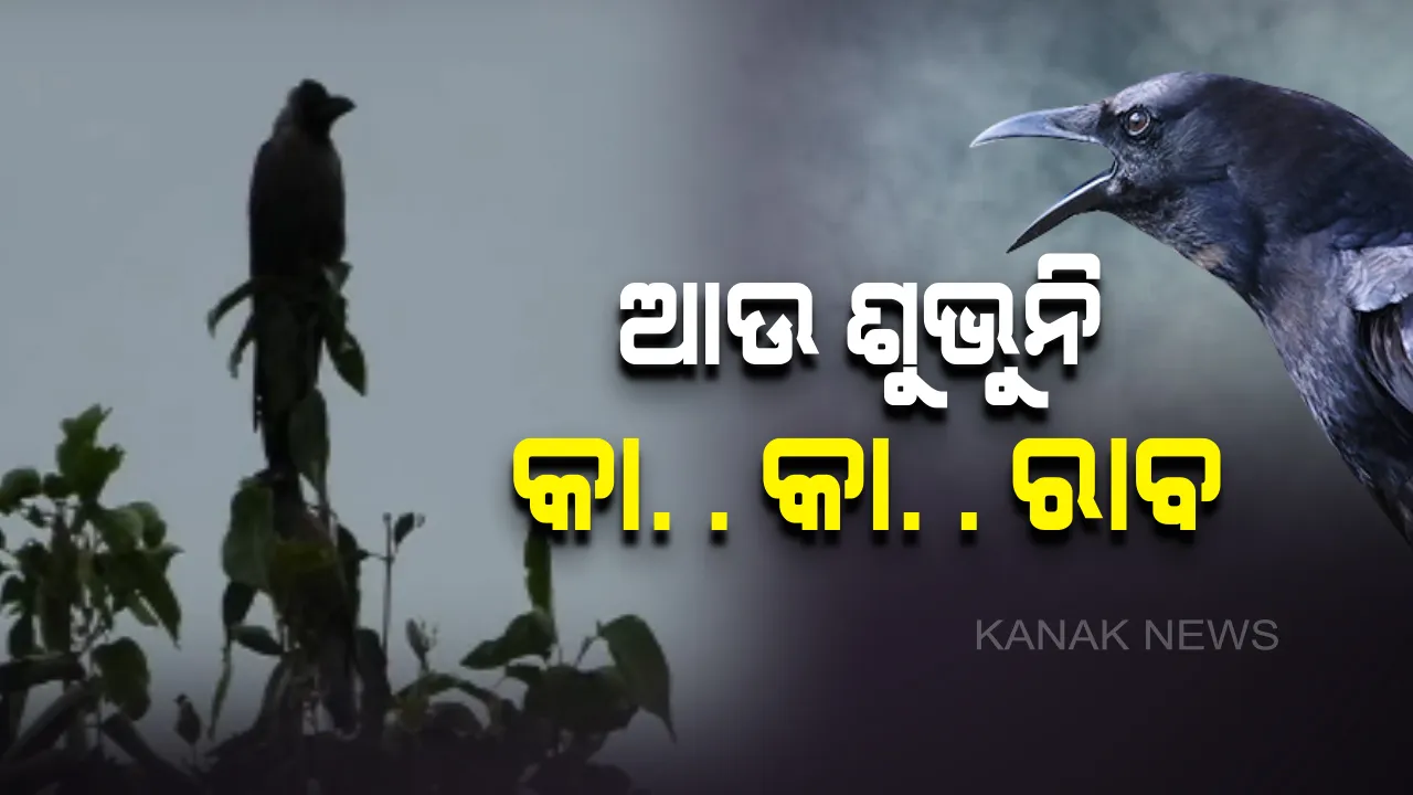  ଘର ଅଗଣାରେ ଆଉ ଶୁଭୁନି କାଉ ଡାକ :  ଆଧୁନିକତାର ଛାପରେ ଲୋପ ପାଇବାକୁ ବସିଲାଣି କାଉ ବଂଶ, ଚିନ୍ତାରେ ପରିବେଶବିତ୍