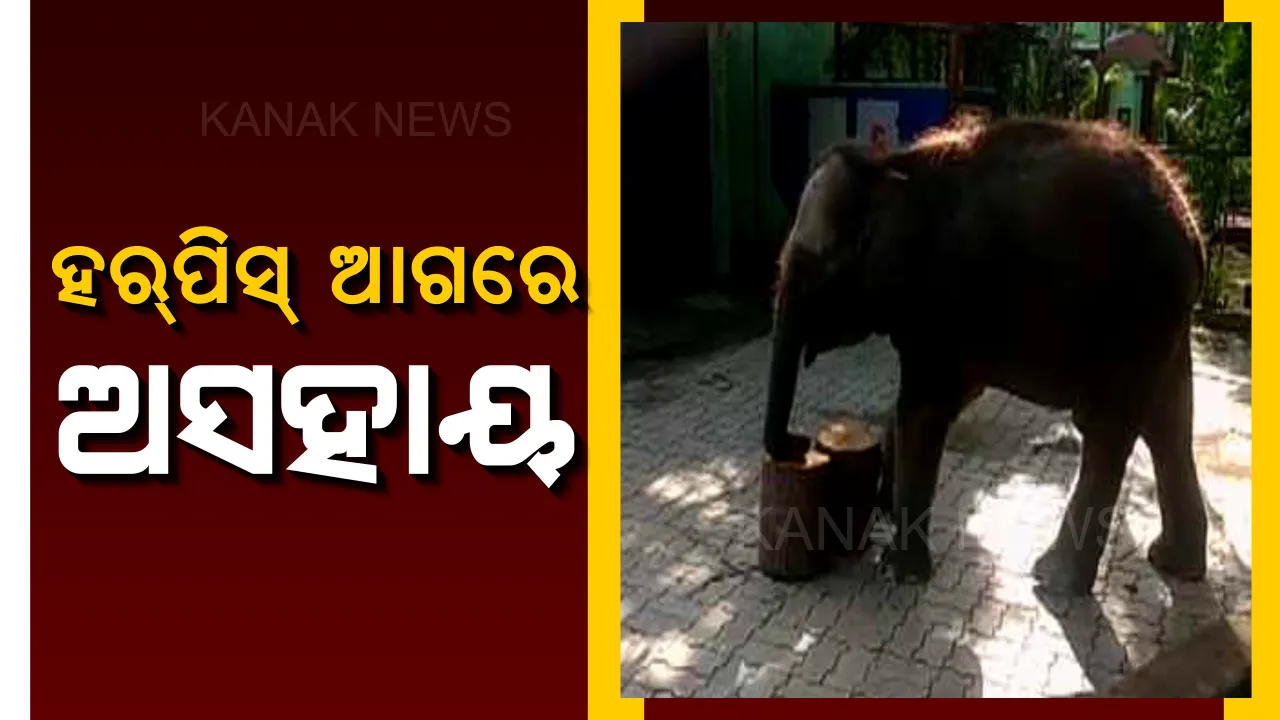  ହର୍ପିସ୍ ଆଗରେ ଅସହାୟ ନନ୍ଦନକାନନ କର୍ତ୍ତୃପକ୍ଷ। ଆମେରିକା ଯିବ ହାତୀଙ୍କ ରକ୍ତ ନମୂନା। ସଂକ୍ରାମଣକ ଖୋଜିବାକୁ ଆସାମ ଓ କେରଳରୁ ଆସିବେ ଡାକ୍ତରି ଟିମ୍