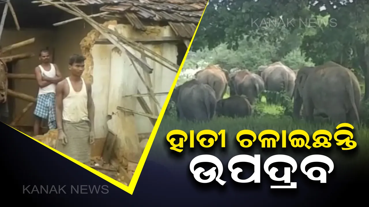  କରଞ୍ଜିଆ ଓ ଚୌଦ୍ୱାରରେ ହାତୀ ଆତଙ୍କ । ମାସ ଭିତରେ ଭାଙ୍ଗିଲାଣି ୫୦ରୁ ଅଧିକ ଘର, ଗାଁ ମୁଣ୍ଡ ଧାନବିଲରେ ଡେରା ପକାଇଛନ୍ତି ୨୨ଟି ହାତୀ