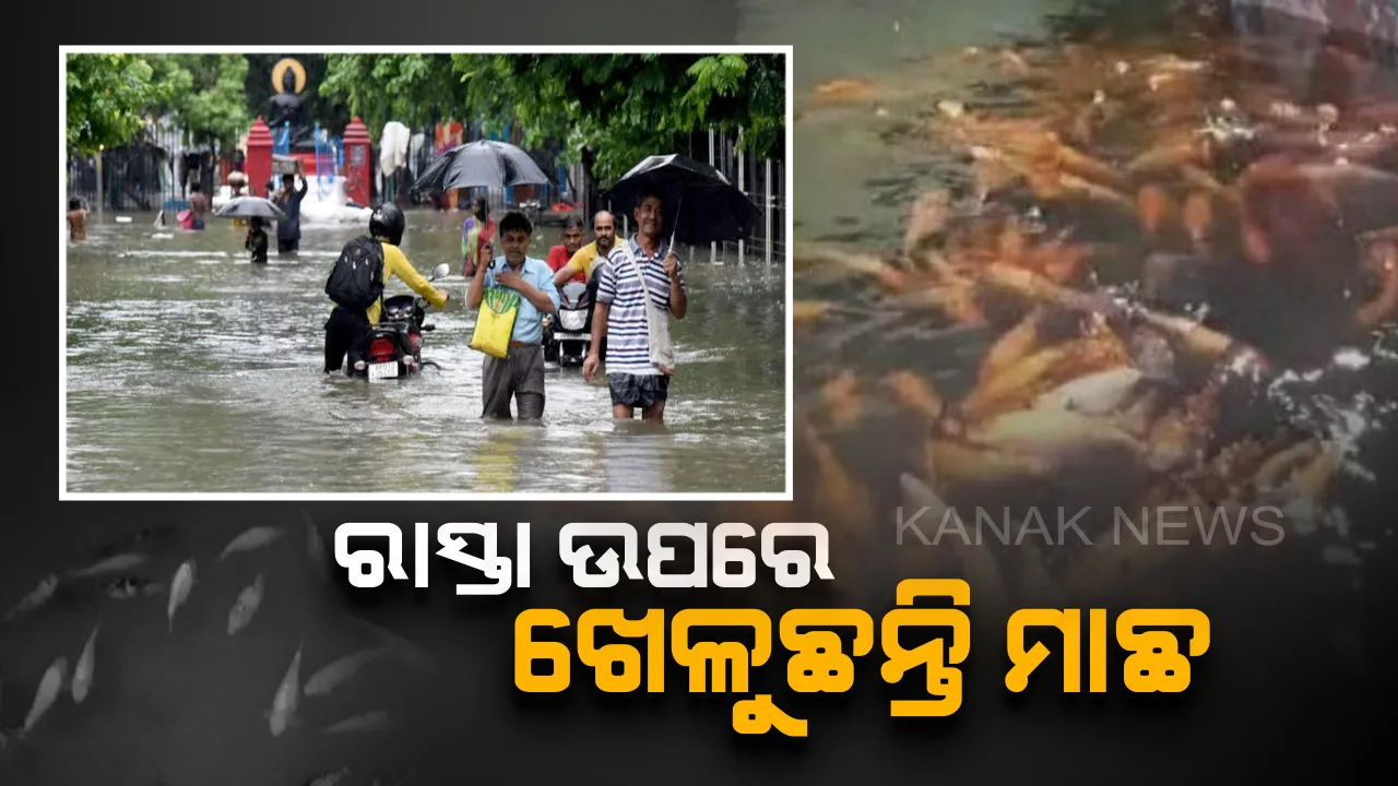  ପୋଖରୀ ଛାଡି ରାସ୍ତାରେ ମାଛ ! ଲଗାଣ ବର୍ଷାରେ ପୋଖରୀ ପାଲଟିଲା ରାସ୍ତା ,କାଦୁଅ ପାଣିରେ ଖେଳିଲେ ରେଙ୍ଗବେରଙ୍ଗର ମାଛ ।
