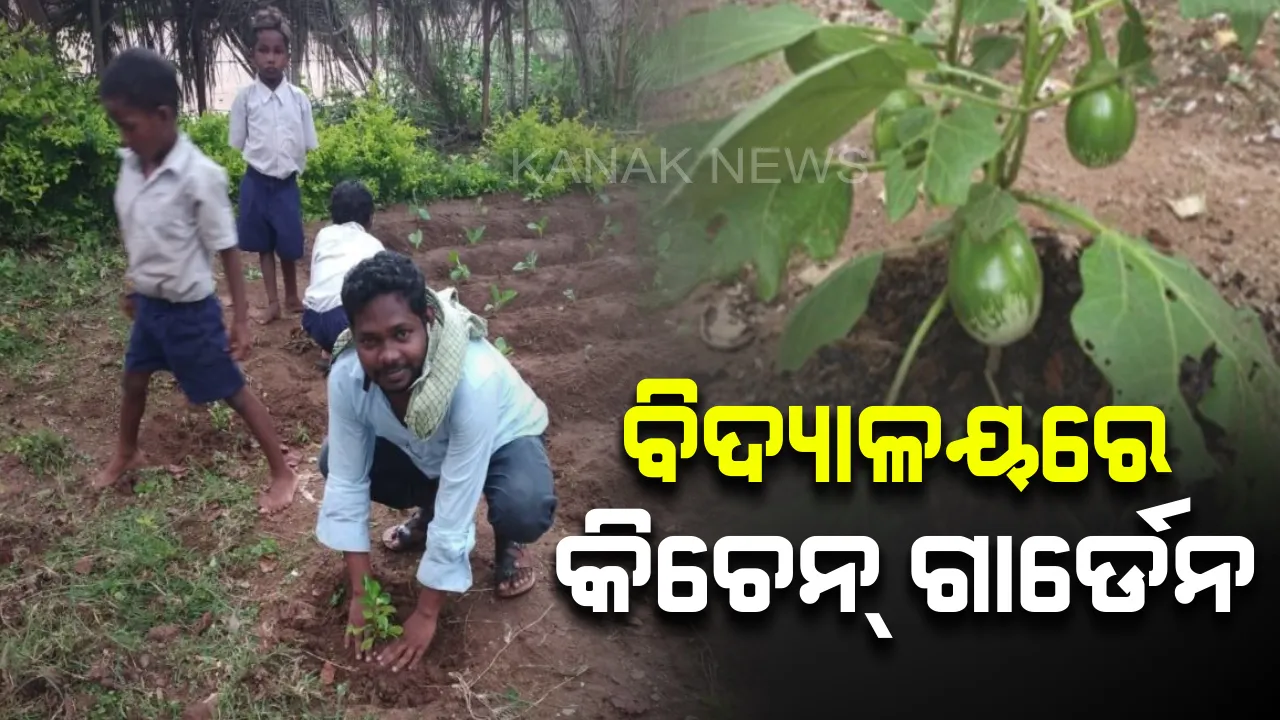  ସବୁଜିମା ପାଇଁ କୁନିପିଲାଙ୍କ ସଙ୍କଳ୍ପ : ଗଞ୍ଜାମର ୮୭୮ ବିଦ୍ୟାଳୟରେ କିଚେନ୍ ଗାର୍ଡେନ୍, ମଧ୍ୟାହ୍ନ ଭୋଜନରେ ସବୁଜ ତଥା ତଟକା ପରିବା ଖାଉଛନ୍ତି ଛାତ୍ରଛାତ୍ରୀ