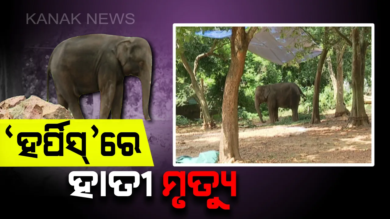  ହର୍ପିସ ଭୂତାଣୁରେ ନନ୍ଦନକାନନରେ ହୋଇଛି ୪ ହାତୀଙ୍କ ମୃତ୍ୟୁ : ଆସାମ ଓ ବରେଲିରୁ ଆସିଲା ରକ୍ତ ନମୂନା ରିପୋର୍ଟ, ସେପଟେ ଚନ୍ଦକା-ଡମପଡା ଅଭୟାରଣ୍ୟରେ ମାଈହାତୀ ଗୁରୁତର