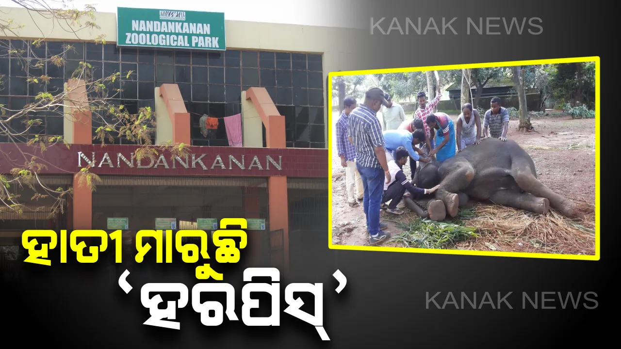  ନନ୍ଦନକାନନରେ ହାତୀ ମଡକ: ମାସକ ମଧ୍ୟରେ ହେଲାଣି ୩ ହାତୀଙ୍କ ମୃତ୍ୟୁ