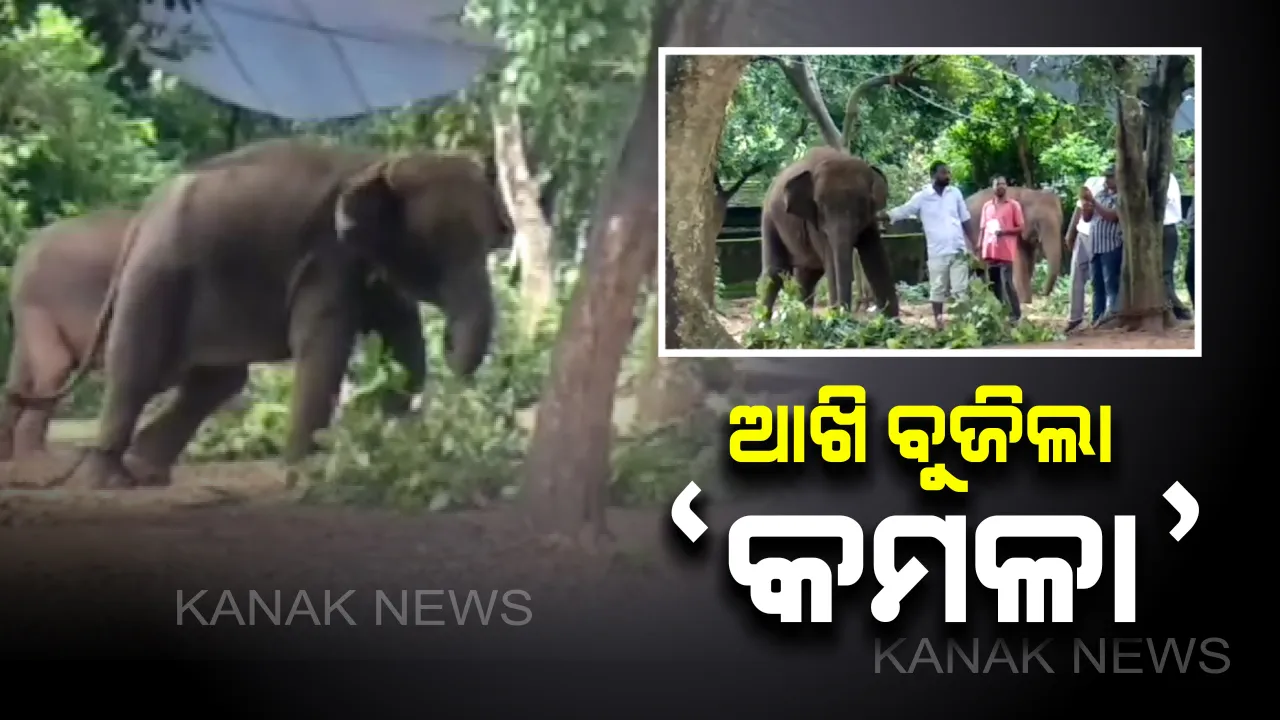  ନନ୍ଦନକାନନରେ ହାତୀ ମଡକ । ଆଖି ବୁଜିଲା ୭ ବର୍ଷର ମାଈ ହାତୀ ‘କମଳା’ । ଘାତକ ‘ହର୍ପିସ୍’ ଭୂତାଣୁ ସଂକ୍ରମଣରେ ମୃତ୍ୟୁ ଘଟିଥିବା ସୂଚନା