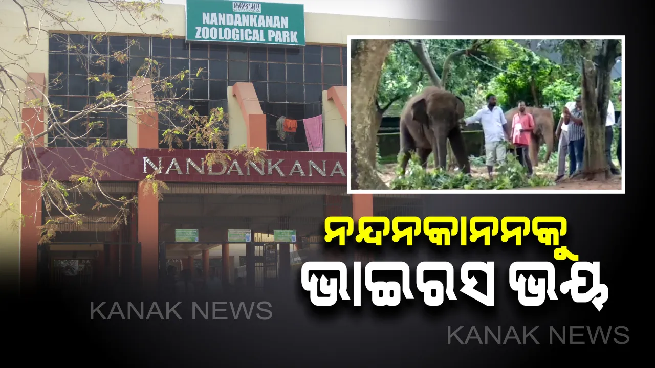  ହାତୀ ପରେ ଏବେ ବାଘକୁ ବ୍ୟାପିଲା ‘ହର୍ପିସ୍’ ଭାଇରସ୍ । ସଂକ୍ରମଣରେ ଧଳା ବାଘ ଅସୁସ୍ଥ । ସଫାରୀରେ ବାଘକୁ ରଖି କରାଯାଉଛି ଚିକିତ୍ସା