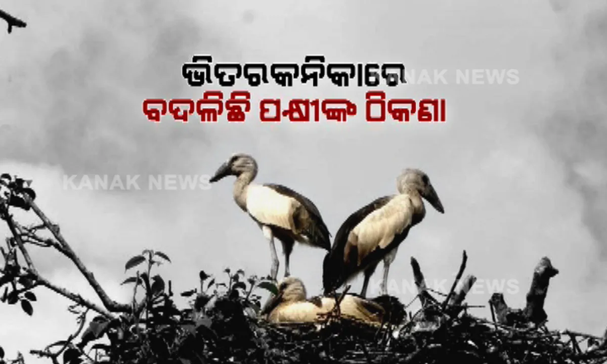  ଭିତରକନିକାରେ ବଦଳିଛି ପକ୍ଷୀଙ୍କ ଠିକଣା : ବଗଗହନ ଛାଡି ଲକ୍ଷ୍ମୀପ୍ରସାଦ ଆଡରେ ବସା ବାନ୍ଧିଛନ୍ତି ବିଦେଶାଗତ ପକ୍ଷୀ