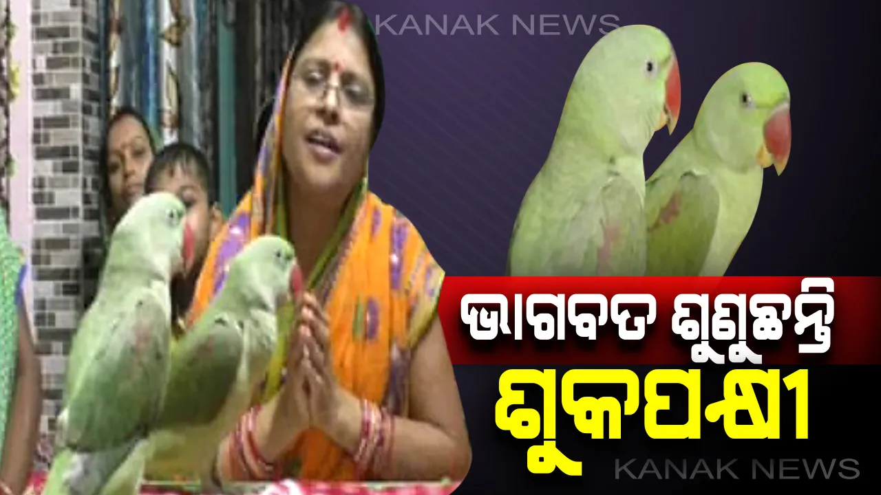  ଶୁଆ ଶୁଣୁଛନ୍ତି ଭାଗବତ । ବଲାଙ୍ଗୀରରୁ ଆସିଲା ଆଶ୍ଚର୍ଯ୍ୟ କଲାଭଳି ଦୃଶ୍ୟ, ଭାଗବତ ପଢା ହେବା ମାତ୍ରେ କାହିଁ କେତେ ଦୂରରୁ ଚାଲି ଆସୁଛନ୍ତି ଶୁକପକ୍ଷୀ ।