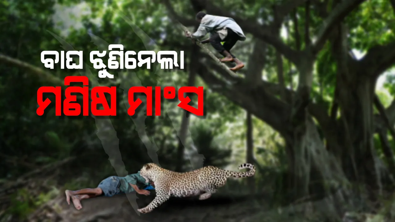 ସାତକୋଶିଆ ଅଭୟାରଣ୍ୟକୁ ପୁଣି ଫେରିଲା ବାଘ ଆତଙ୍କ । ଜଙ୍ଗଲକୁ ଛତୁ ତୋଳିବାକୁ ଯାଇଥିବା ବେଳେ ଯୁବକଙ୍କୁ କଲା ଆକ୍ରମଣ, ଦେହରୁ କାମୁଡିନେଲା ପୁଳା ପୁଳା ମାଂସ ।