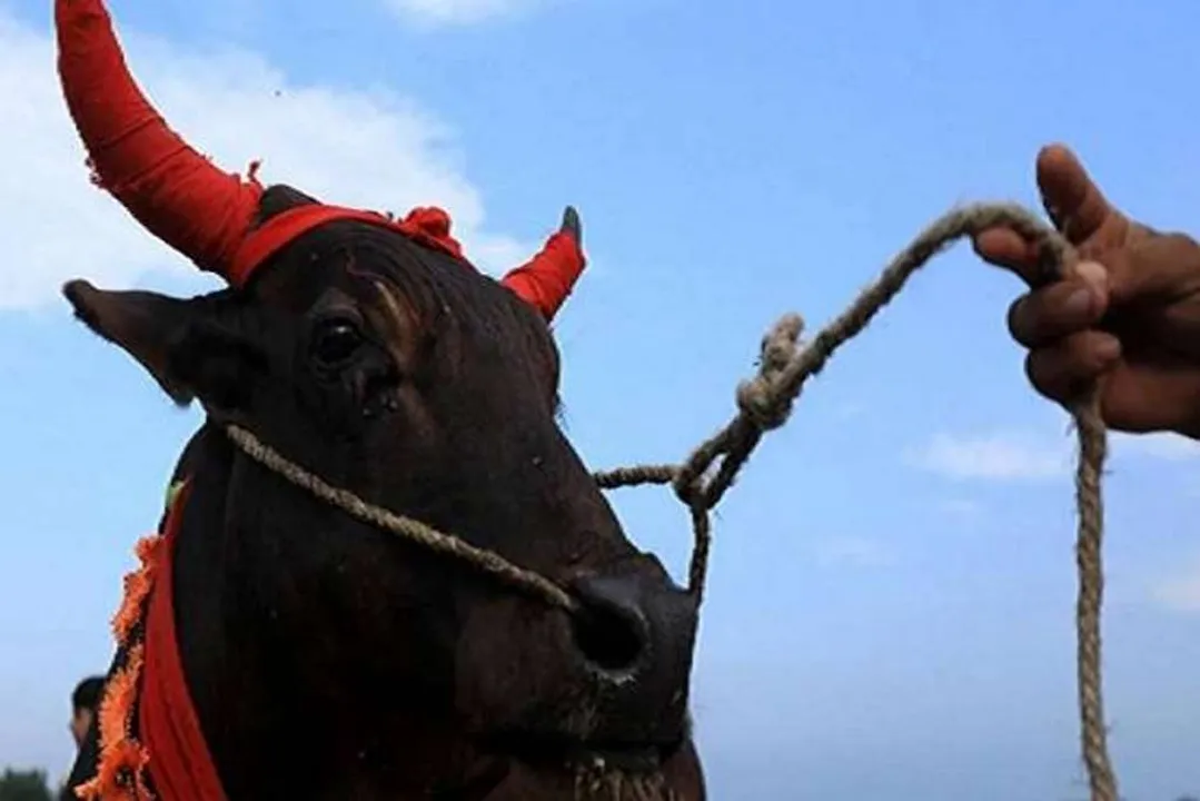  ମିଠା ସହ ଦେଢ ଲକ୍ଷ ଟଙ୍କାର ମଙ୍ଗଳସୂତ୍ର ଖାଇଗଲା ବଳଦ । ୮ ଦିନ ଅପେକ୍ଷା କରିବା ପରେ ବି ଗୋବରରୁ ବାହାରିଲାନି ମଙ୍ଗଳସୂତ୍ର, ଏମିତି ଉପାୟ ଆପଣାଇଲେ ମାଲିକ ।