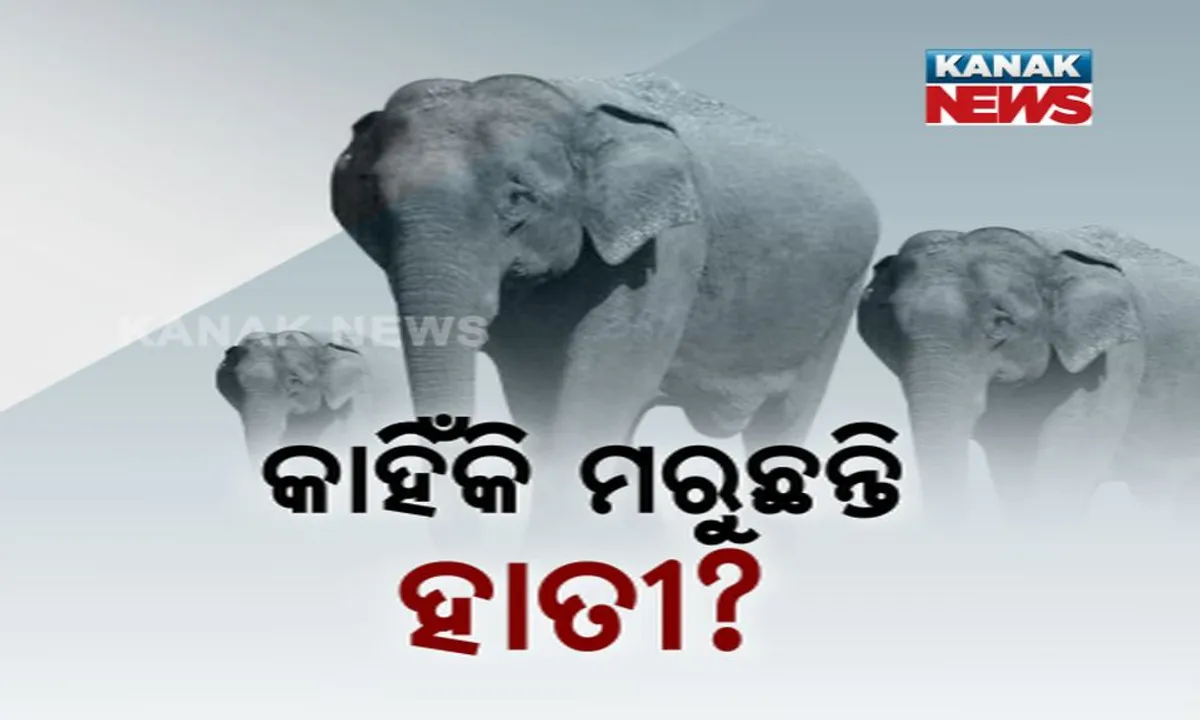  ମାରାତ୍ମକ ହେଉଛି ହର୍ପିସ ଭାଇରସ୍ ! ୨୪ ଦିନରେ ମଲେଣି ୩ ହାତୀ, ୭ବର୍ଷର ଗୌରୀର ଜୀବନ ବି ବିପଦରେ