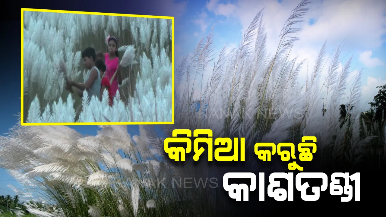  ନଇ ପଠାରେ ଶୋଭାପାଉଛି କାଶତଣ୍ଡୀ । ପାର୍ବଣର ମିଳିଲାନି ସଂକେତ, ଆଶ୍ୱିନ ମାସରେ ନିର୍ମଳ ଆକାଶକୁ କାଶତଣ୍ଡୀର ଧବଳ ରୂପ ଅପରୂପ ଶୋଭା ବିମଣ୍ଡିତ କରୁଛି