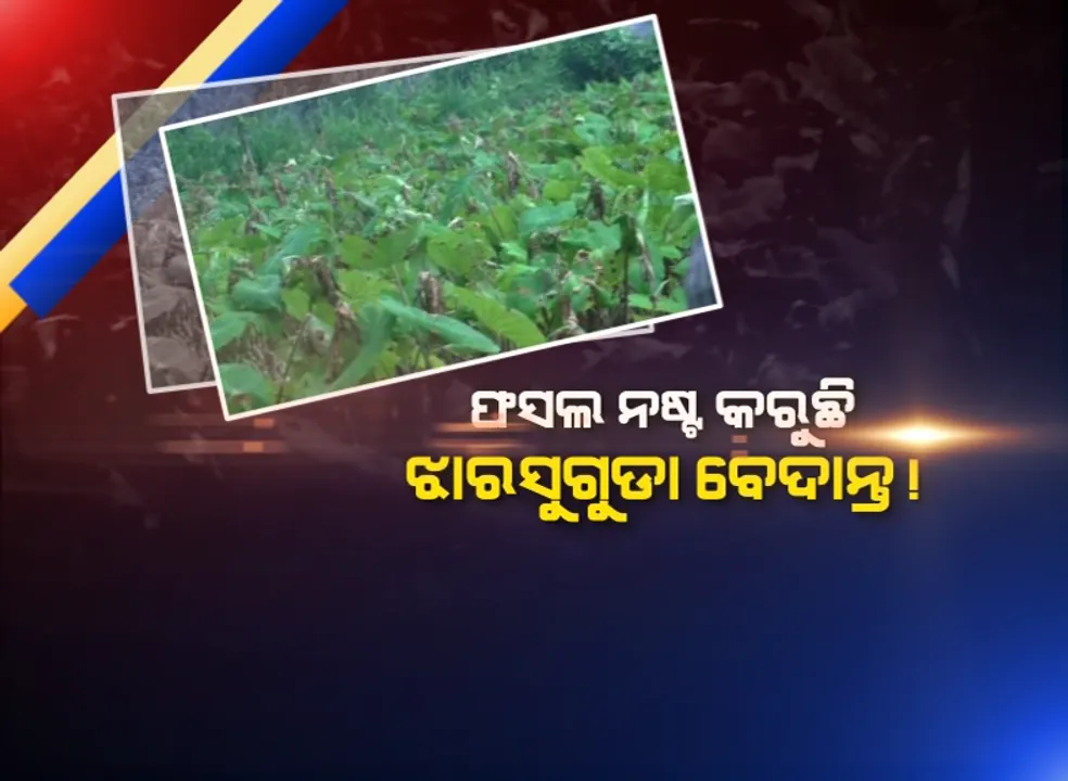  ଫସଲ ଚାଷ ନଷ୍ଟ କରୁଛି ବେଦାନ୍ତର ଧୂଆଁ! ଶିଳ୍ପ ଜନିତ ପ୍ରଦୂଷଣ ଯୋଗୁଁ ଚାଷ ପ୍ରଭାବିତ ହେଉଥିବା କହିଲେ ଝାରସୁଗୁଡା ଚାଷୀ