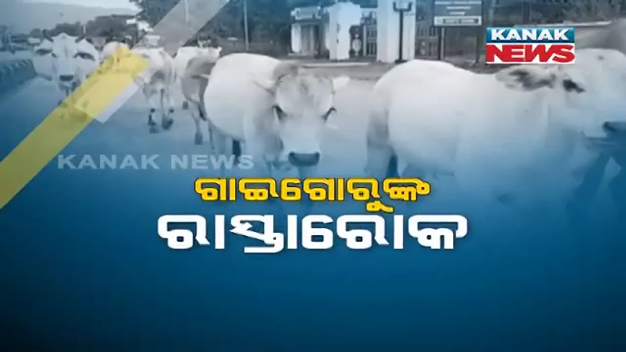  ରାଜରାସ୍ତାରେ ବୁଲା ଗାଇଗୋରୁଙ୍କ ଆତଙ୍କରାଜ୍ ! ବୁଲୁଛନ୍ତି, ଶୋଉଛନ୍ତି, ଗାଡି ଆସିଲେ ବି ହଟୁନାହାନ୍ତି । ହନ୍ତସନ୍ତ ହେଉଛନ୍ତି ଲୋକେ, ପରିବହନ ବିଭାଗ ସବୁ ଦେଖି ଚୁପ୍ ବସିଥିବା ଅଭିଯୋଗ । 
