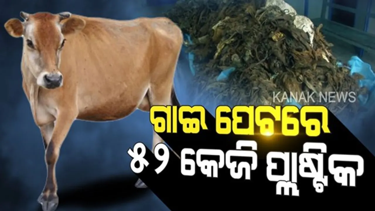  ଗୋମାତା ପାଇଁ କାଳ ସାଜୁଛି ପ୍ଲାଷ୍ଟିକ ! ସୋସିଆଲ୍ ମିଡିଆରେ ଭାଇରାଲ୍ ହେଲା ଭିଡିଓ , ଗାଈ ପେଟରୁ ବାହାରିଲା ୫୨ କିଲୋର ପ୍ଲାଷ୍ଟିକ ।