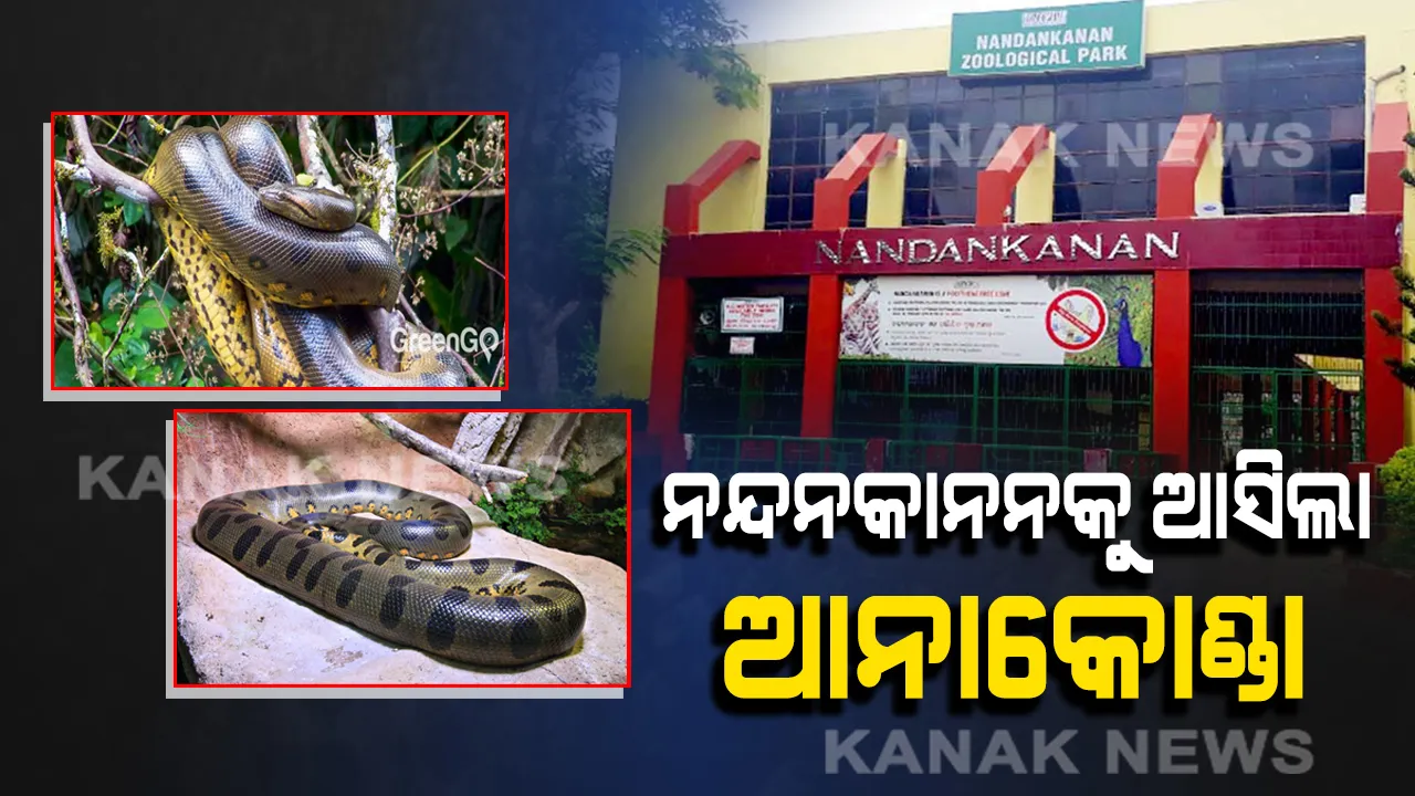  ନନ୍ଦନକାନନର ନୂଆ ଅତିଥି: ମାଡ୍ରାସରୁ ଆସିଲା ୯ଟି ଆନାକୋଣ୍ଡା ସହ ୩ ନୀଳ ନଦୀର କୁମ୍ଭୀର