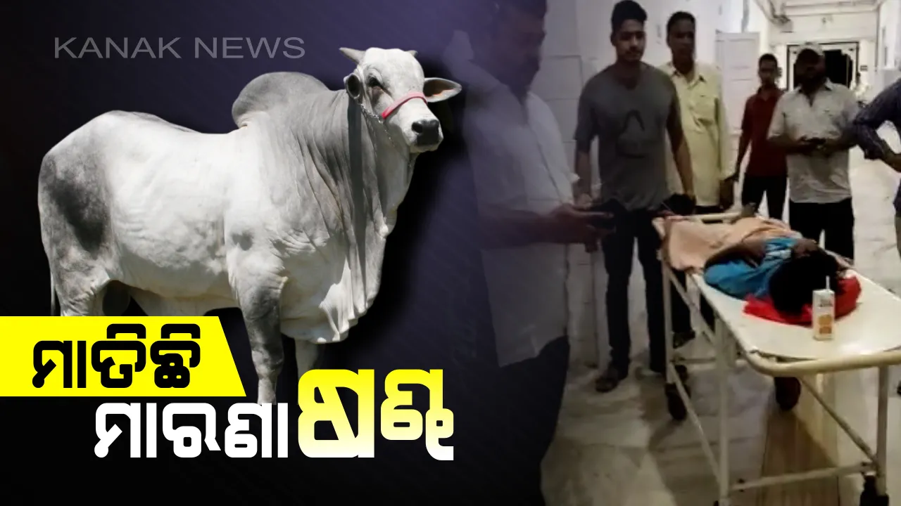  ଷଣ୍ଢକୁ ଦେଖିଲେ ଲାଗୁଛି ଡର ! ରାଜଧାନୀରେ ମାତିଛନ୍ତି ମାରଣା ଷଣ୍ଢ, ଯାହାକୁ ଦେଖୁଛି ତାକୁ ଭୁସୁଛି