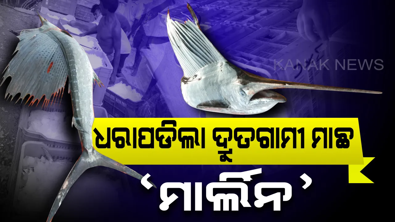  ଧାମରା ମୁହାଣରୁ ଧରାହେଲା ବିରଳ ପ୍ରଜାତିର ଦ୍ରୁତଗାମୀ ମାଛ ମାର୍ଲିନ । ଘଂଟା ପ୍ରତି ଯାଇପାରେ ୧୨୯ କିଲୋମିଟର ବାଟ ।