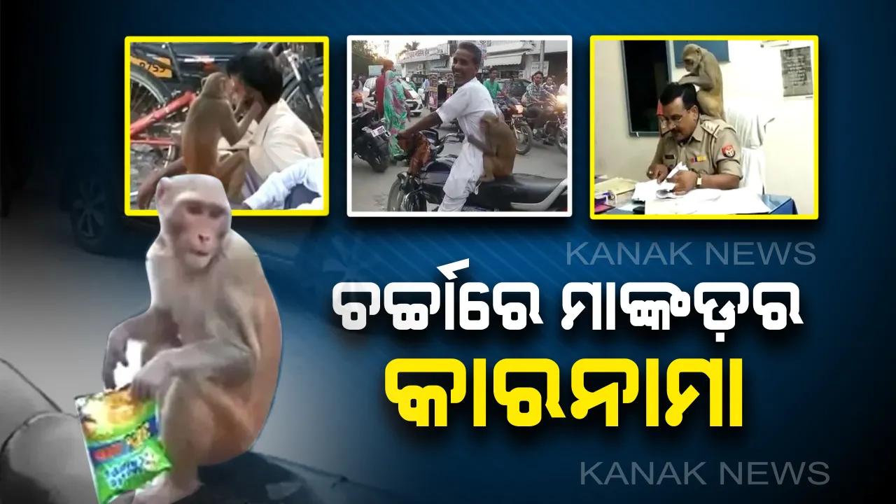  ସୋସିଆଲ୍ ମିଡିଆରେ ଚର୍ଚ୍ଚିତ ହେଲା ମାଙ୍କଡ଼ ରାଜା ! ମୁଣ୍ଡରୁ ଉଙ୍କୁଣି ଖୋଜିବା, କାନରୁ ମଇଳା କାଢିବା ଏବଂ ସଲାମ୍ କରିବାରେ ଓସ୍ତାଦ୍ ଏହି ମାଙ୍କଡ଼ 