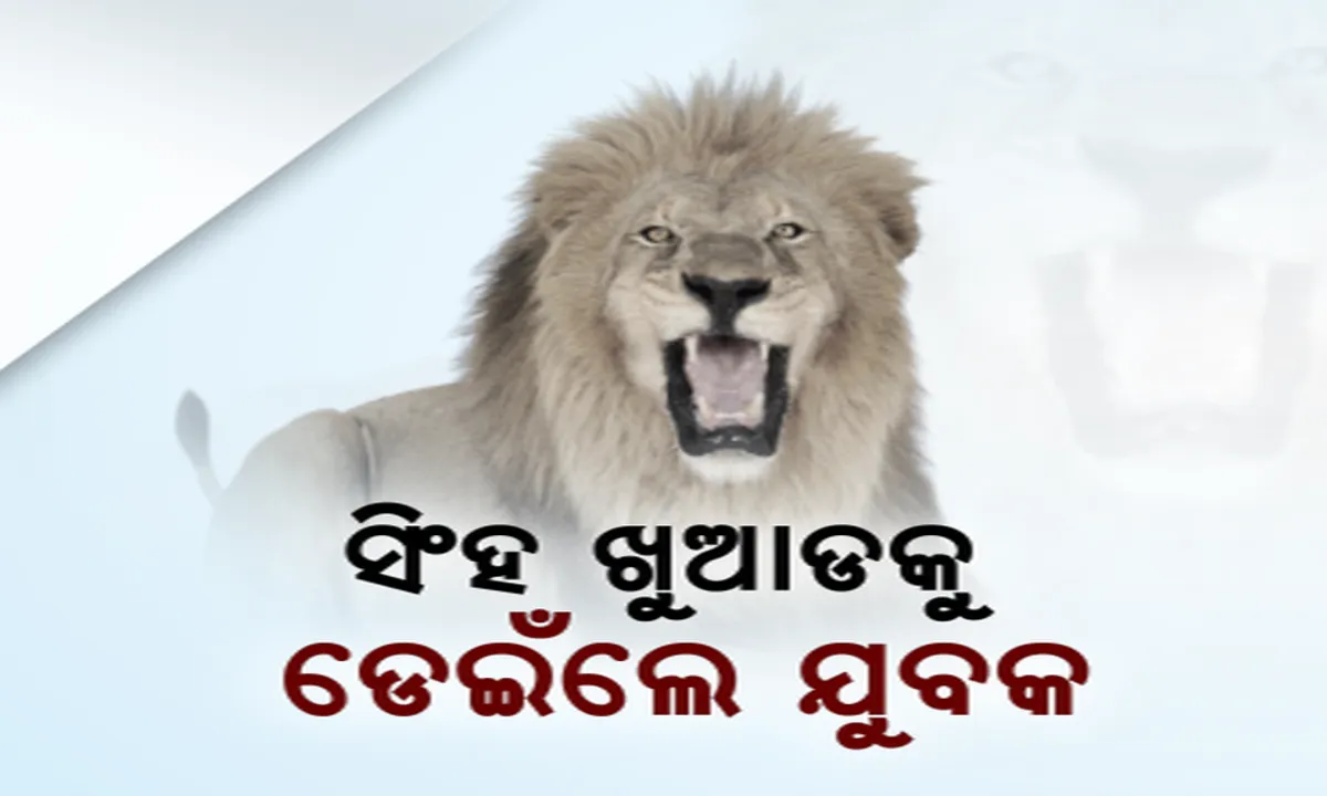  ଦିଲ୍ଲୀ ଚିଡିଆଖାନାରୁ ଆସିଲା ଲୋମଟାଙ୍କୁରା ଚିତ୍ର : ସିଂହ ଖୁଆଡକୁ ଡେଇଁଲେ ମାନସିକ ଭାରସାମ୍ୟ ହରାଇଥିବା ଯୁବକ, ସିଂହକୁ ବେହୋସ କରି ଯୁବକଙ୍କୁ ଉଦ୍ଧାର କଲେ ଚିଡିଆଖାନା କର୍ତ୍ତୃପକ୍ଷ