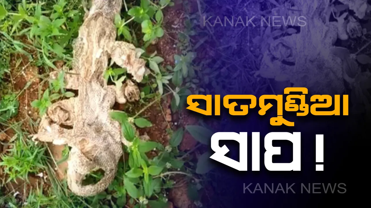  ଏବେ ବି ଅଛି କି ପୁରାଣ ବର୍ଣ୍ଣିତ ବାସୁକି ନାଗ ? ବାଙ୍ଗାଲୁରୁ ନିକଟସ୍ଥ ଗାଁରୁ ମିଳିଲା ସାତମୁଣ୍ଡିଆ ସାପର କାତି,ସୋସିଆଲ ମିଡିଆରେ ଭିଡିଓ ଭାଇରାଲ