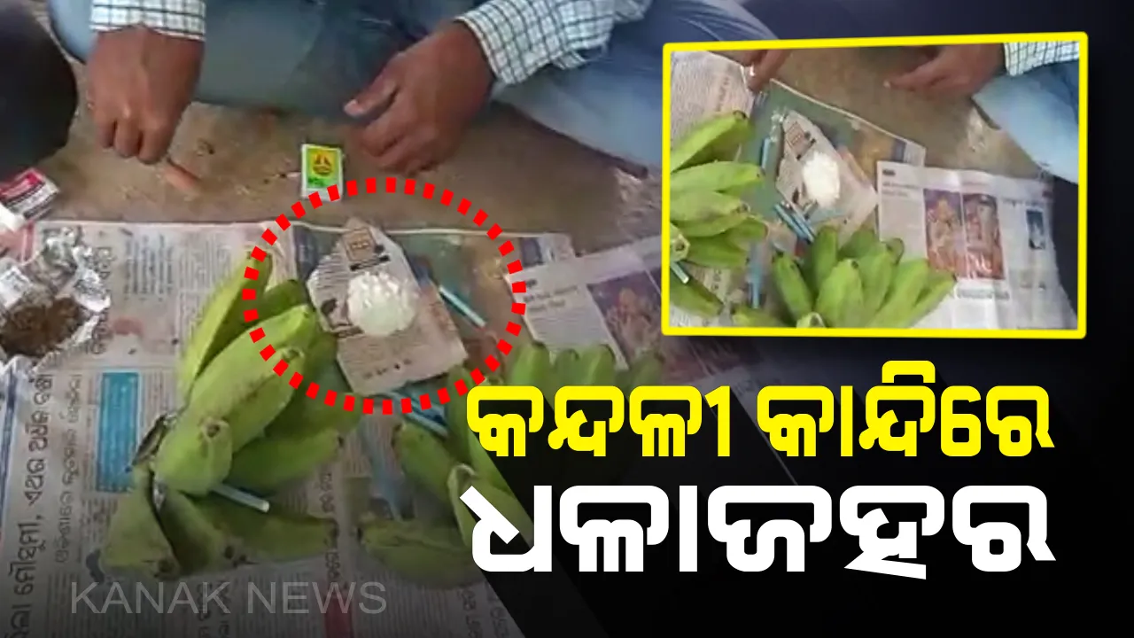  ରାଜନଗର ଅଂଚଳରେ ବ୍ୟାପୁଛି ଧଳା ଜହର କାରବାର: କଦଳୀ କାନ୍ଦି ଭିତରେ କଟକରୁ ଆସୁଛି ବ୍ରାଉନ ସୁଗାର; ସାପ୍ତାହିକ ହାଟରେ ହେଉଛି ବିକ୍ରି