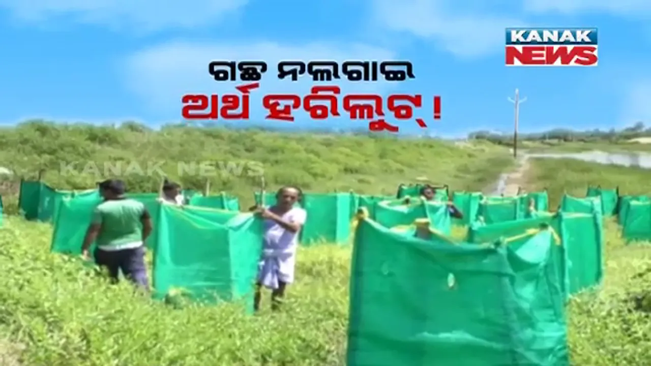  ପୁରୀ ଜିଲ୍ଲାରେ ଚାରା ଘୋଟାଲା ଅଭିଯୋଗ : ଗଛ ନଲଗାଇ ଅର୍ଥ ହରିଲୁଟ ଅଭିଯୋଗ ପରେ ପ୍ରଶାସନର ତନାଘନା, ୨୧ଟି ଫାଇଲକୁ ସ୍ଥଗିତ ରଖି ତଦନ୍ତ ଜାରି