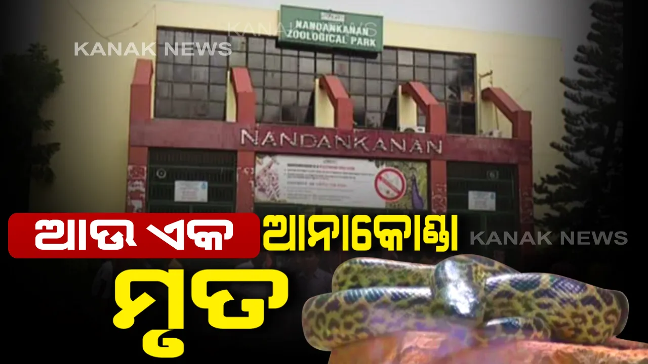  ନନ୍ଦନକାନନରେ ପୁଣି ଏକ ଆନାକୋଣ୍ଡାର ମୃତ୍ୟୁ। ଗତ ୩ ଦିନ ଭିତରେ ମଲେଣି ୨ଟି ସାପ। ଏବେ ଆଉ ୪ ଅସୁସ୍ଥ ଆନାକୋଣ୍ଡା ଚିକିତ୍ସାଧୀନ