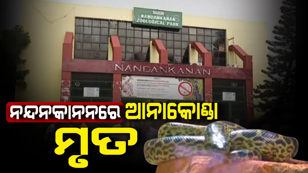  ନନ୍ଦନକାନନରେ ଆଖିବୁଜିଲା ହଳଦିଆ ଆନାକୋଣ୍ଡା । ସାପ ମୃତ୍ୟୁର କାରଣ ଅସ୍ପଷ୍ଟ