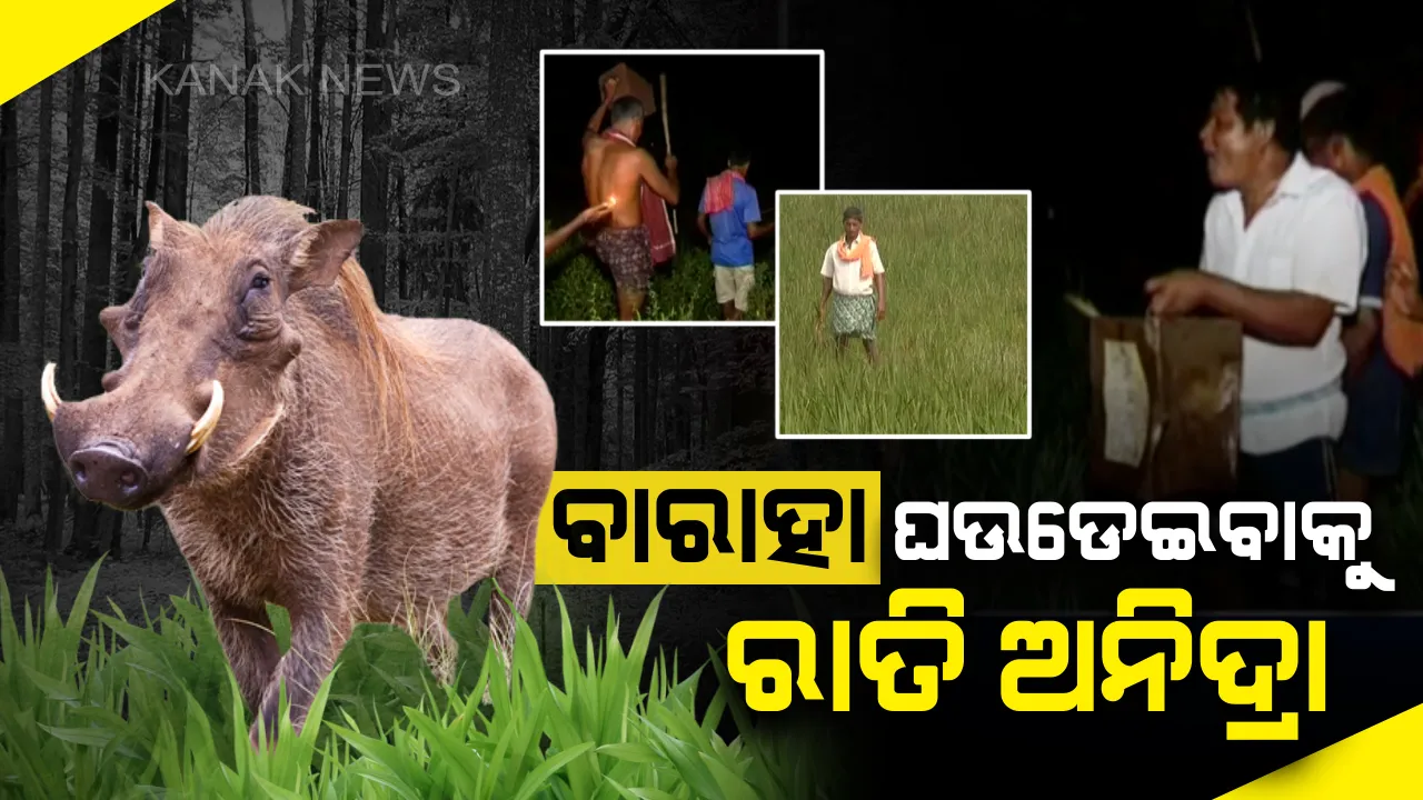  ଫସଲ ଖାଉଛି ଜଙ୍ଗଲୀ ଜନ୍ତୁ : ଧାନ ବିଲରୁ ବାରାହା ଘଉଡେଇବାକୁ ରାତି ଅନିଦ୍ରା, ଟିଣ ଡବାକୁ ବଜାଇ ବାଣ ଫୁଟାଇ ତଡୁଛନ୍ତି ବ୍ରହ୍ମପୁରର ଚାଷୀ